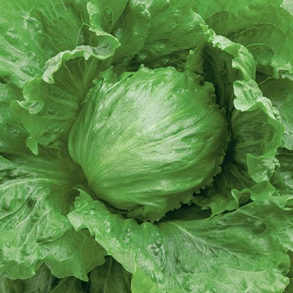 野菜の種 種子 Jブレス レタス ペレット5000粒 大袋 タキイ種苗 Vg07249 ベジタブルガーデン ハラダ 通販 Yahoo ショッピング