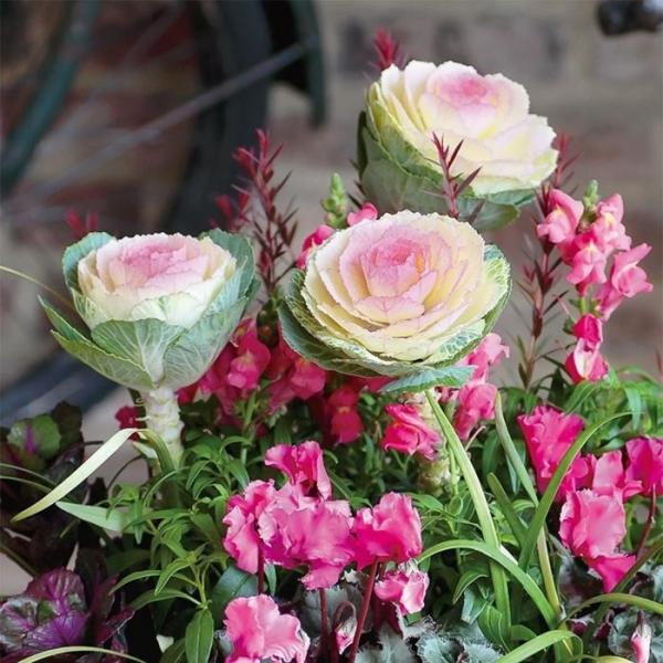 Ԃ̎icpjn{^ ~(܂ǂjt̉  1,000  R[gq@ TJ^̃^l ci[֔j