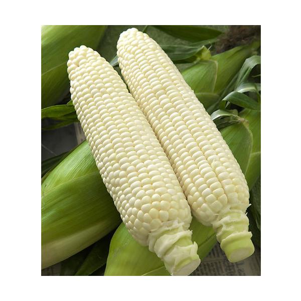 ゆりり☆‼︎ ホイップコーン　種2000粒 ゆりり☆‼︎ ホイップコーン 種2000粒 ゆりり☆様専用‼︎ ホイップ