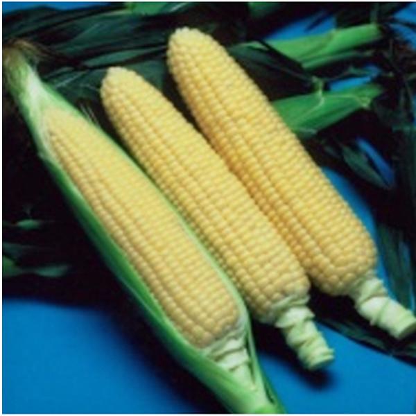 野菜の種/種子 味来390・みらい とうもろこし トウモロコシ 野菜の種/種子 味来390・みらい とうもろこし トウモロコシ