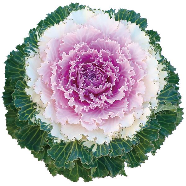 Ԃ̎icpjtO(n{^)[u V[Y@sNoCJ[ tBR[gq 1,000@ TJ^̃^l ci[֔j