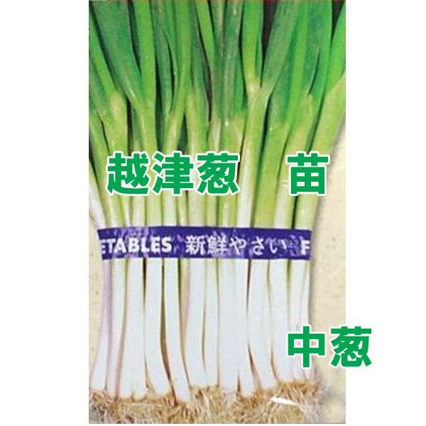 野菜の苗 越津ねぎ 中葱 分けつ ネギ・葱苗 50本/束【3月下旬〜4月上旬