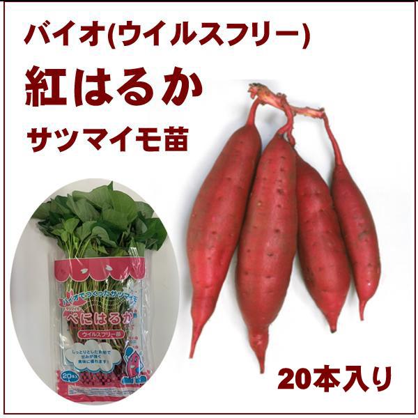 バイオ(ウイルスフリー)苗 紅はるか PVP登録品種 べにはるか バイオ(ウイルスフリー)苗 紅はるか PVP登録品種 べにはるか