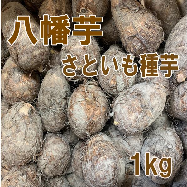 やはたいも　804545 野菜・種/苗 八幡芋(やはたいも) 里芋（サトイモ）種芋・生もの種 1kg