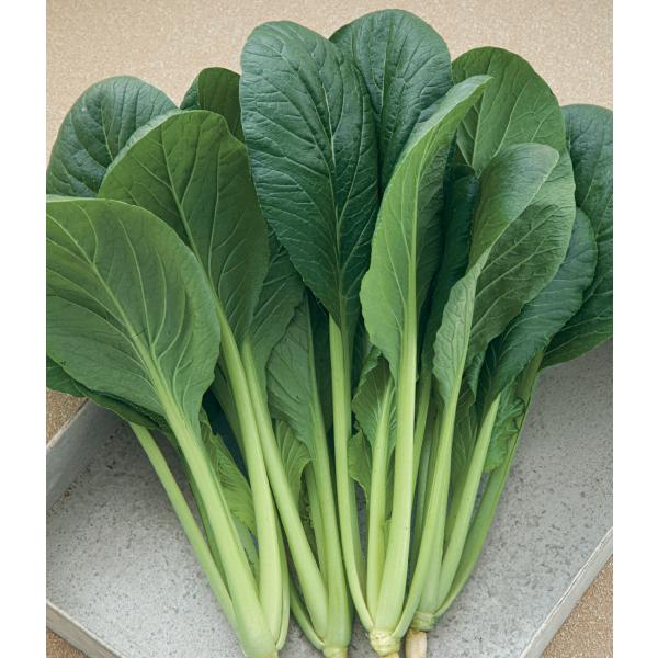 こまつな vg-harada_vg07449