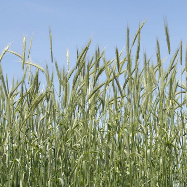 キタネグサレセンチュウ抑制効果がある秋遅くまで播ける越冬性に優れる極晩生ライムギ！秋播きで、キタネグサレセンチュウ被害の軽減効果が高いライムギ。雪腐病抵抗性に優れるため、「品種 ヘイオーツ」が播けない積雪地帯や一般地の晩秋播きに適する。初夏...