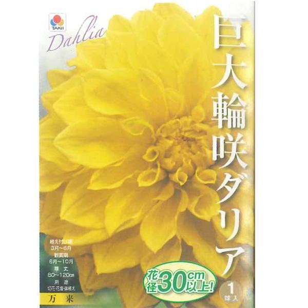 花・球根 巨大輪咲ダリア・万来 1球入 タキイ種苗 : ベジタブル