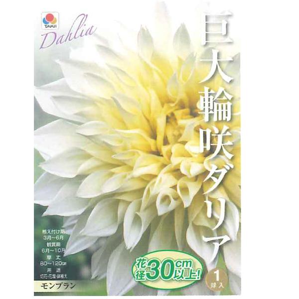 ダリアラベラグランデ 3品種 ラナンキュラスラックス球根 3品種