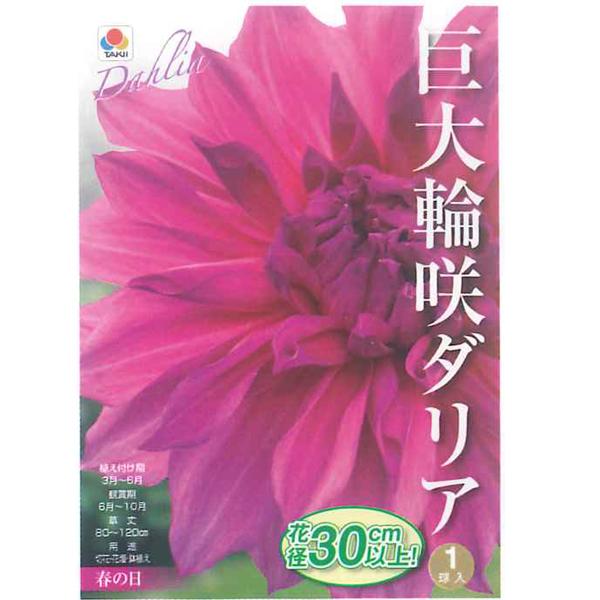 花・球根 巨大輪咲ダリア・春の日 1球入 タキイ種苗 : ベジタブル