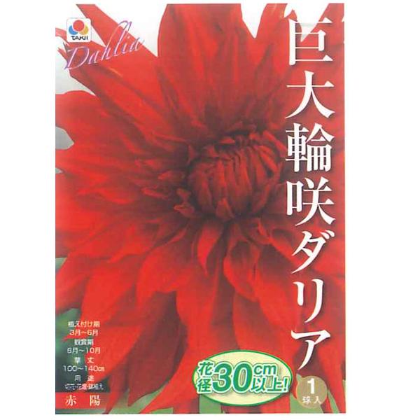 花・球根 巨大輪咲ダリア・赤陽 1球入 タキイ種苗 : ベジタブル