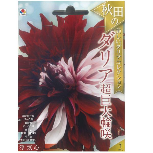 16、カフェオレイ 球根　超希少 ダリア 大球サイズ 自宅分球 花・球根 秋田のダリア超巨大輪咲・浮気心 1球入 タキイ種苗