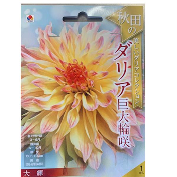 花・球根 秋田のダリア巨大輪咲・大輝 1球入 タキイ種苗 : ベジタブル