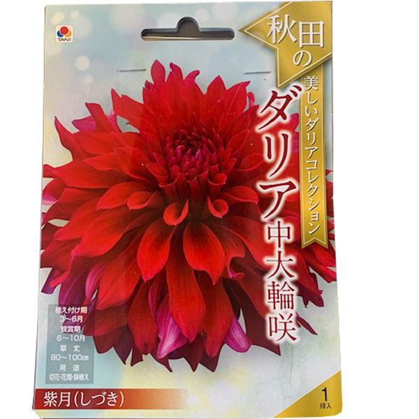 花・球根 秋田のダリア中大輪咲・紫月(しづき) 1球入 タキイ種苗