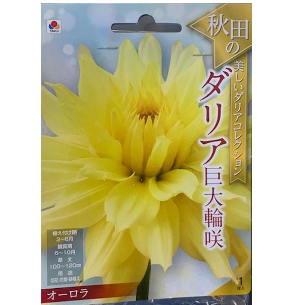 花・球根 秋田のダリア巨大輪咲・オーロラ 1球入 タキイ種苗