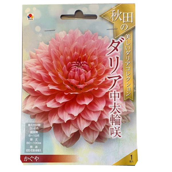 花・球根 秋田のダリア中大輪咲・かぐや 1球入 タキイ種苗