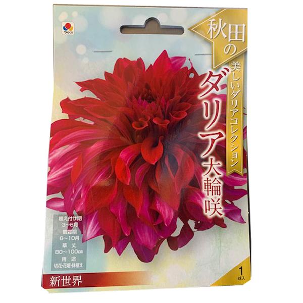 花・球根 秋田のダリア大輪咲・新世界 1球入 タキイ種苗 : ベジタブル