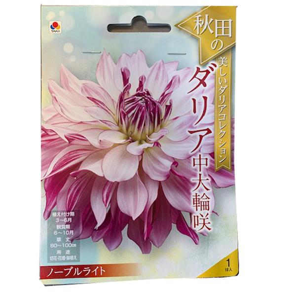 花・球根 秋田のダリア中大輪咲・ノーブルライト 1球入 タキイ種苗