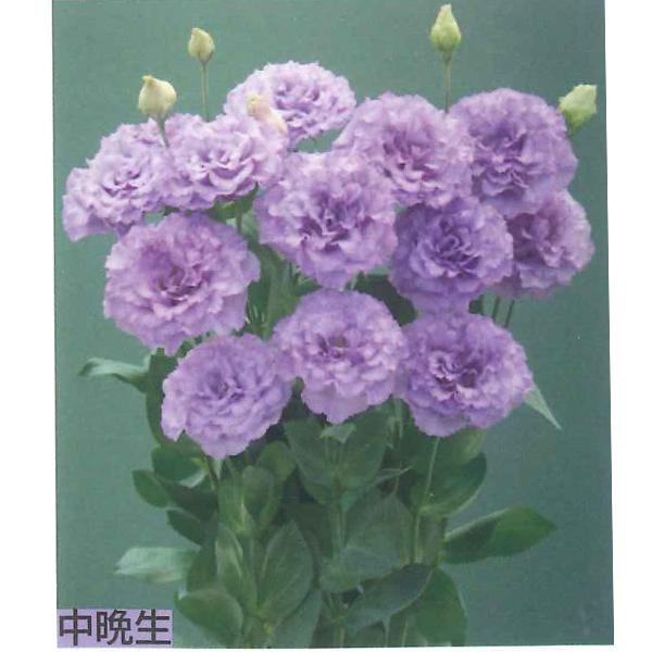 花の種（営利用）トルコギキョウ ユーストマ、ジェームス 3000粒