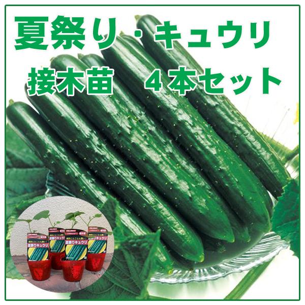 野菜の苗　夏祭り・きゅうり　キュウリ　胡瓜　接木苗　4ポット入り