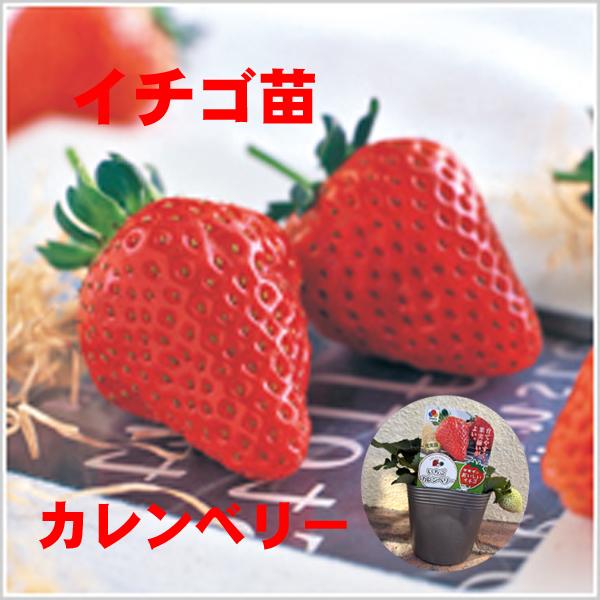 数量限定】果物の苗 カレンベリー イチゴ ・いちご苗/4号ポット/12cm