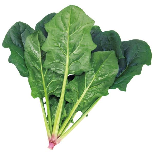 野菜の種/種子 ピンドン・ほうれんそう M・3万粒 (大袋)サカタのタネ 種苗