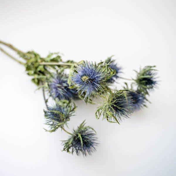 長さ：約46cm〜約56.5cm前後　※約3本素材：エリンジューム【注意事項】天然素材を使用しているため、サイズや色に多少のばらつきがあります天然素材のため、写真と全く同じもののお届けではなく、ドライフラワーの特性によりポロポロ落ちたり折れ...