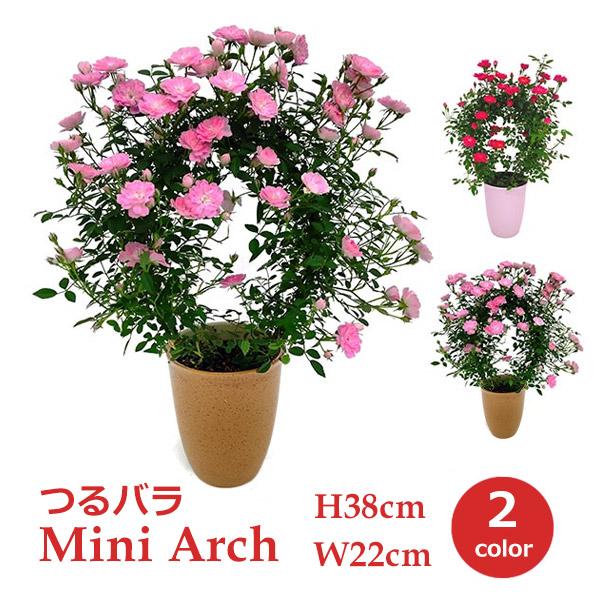 手作りつるバラ #母の日 #お母さんへのプレゼント Amazon.co.jp: 花咲くペーパークラフト ピンクローズ（6輪