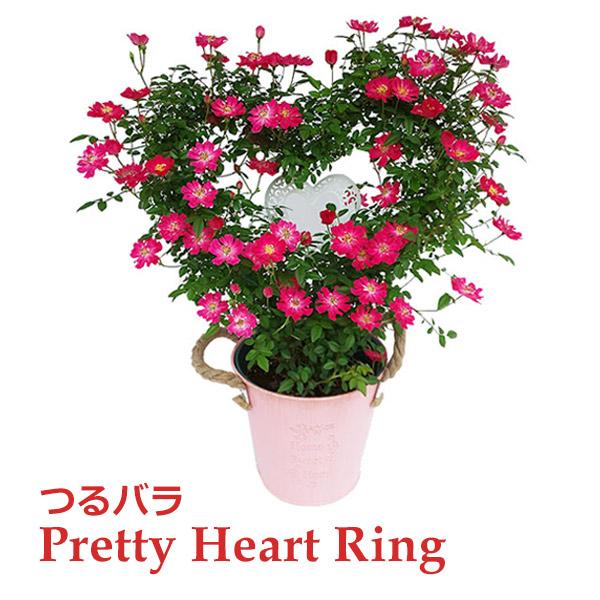 母の日 プレゼント ギフト 花 鉢植え つる バラ ローズ ピンク 赤 薔薇 ばら 寄せ植え 生花 プリティ ハート リング ミニバラ 平面ハート 鉢 H45 No 5 Viewgarden 通販 Yahoo ショッピング