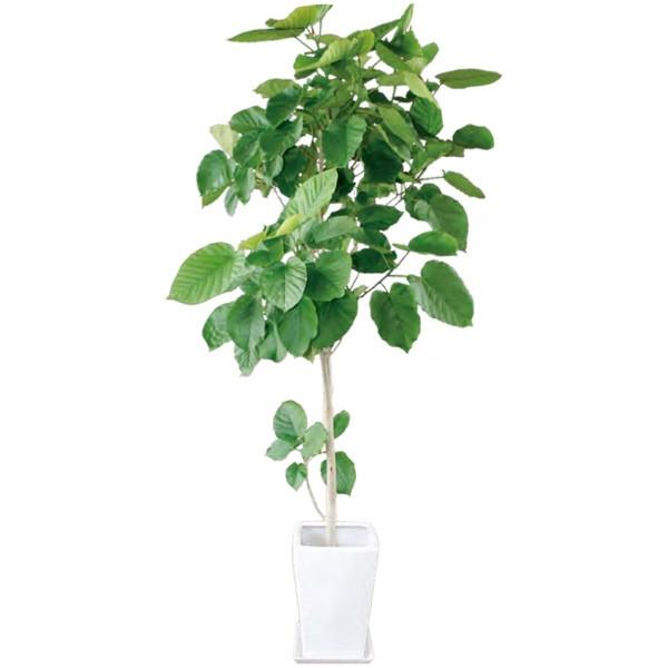 観葉植物 フィカス ウンベラータ 10号 170cm ギフト 開店 新築 引っ越し 祝い インテリア グリーン 春 新