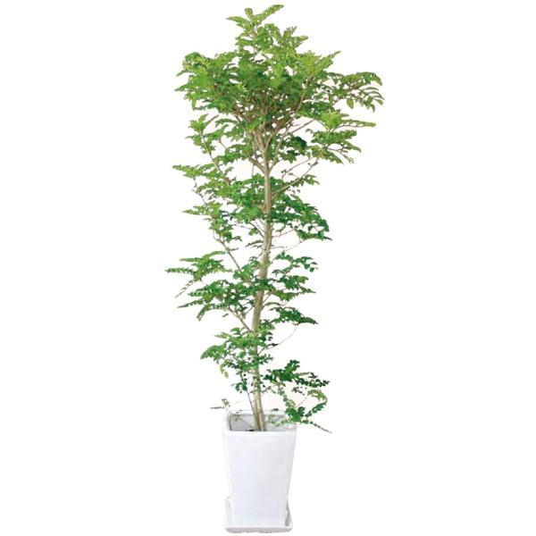 観葉植物 シマトネリコ 10号 170cm ギフト 開店 新築 引っ越し 祝い インテリア グリーン おしゃれ 春 新