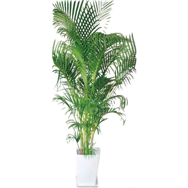 観葉植物 アレカヤシ 10号 170cm ギフト 開店 新築 引っ越し 春 祝い グリーン インテリア 新生活 おしゃれ 高級品