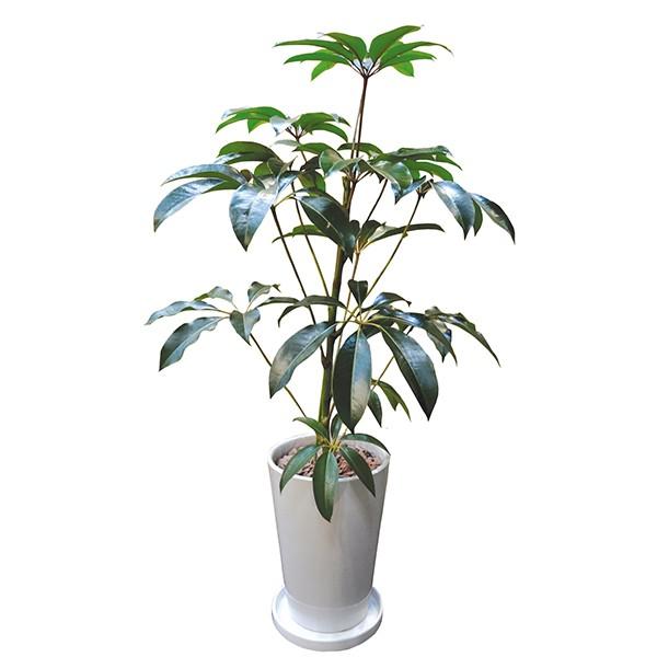 観葉植物 チュピタンサス ツピタンサス 110cm 陶器ll 大型 室内用 本物 おしゃれ 鉢 インテリア プランツ ギフト 春 新生活 インタープランツネット Viewgarden 通販 Yahoo ショッピング