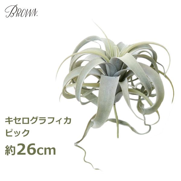 インテリアグリーンもフェイクグリーンなら簡単におしゃれにサイズ：約26cm×26cm素材：塩化ビニールmade in china商品名：キセログラフィカ ピック 26cm型番：991210 / JAN：4580448834062関連ワード：...