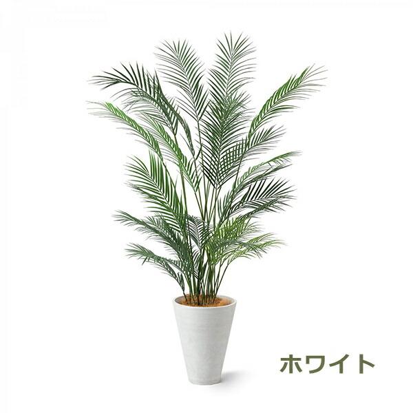 アレカヤシ観葉植物 約200cm 白鉢付き