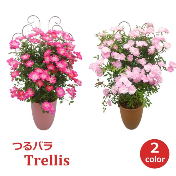 母の日 プレゼント ギフト 予約 鉢植え 寄せ植え 生花 花 フラワー