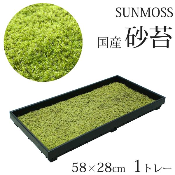 スナゴケ　20トレー　すな苔　苔リウム　庭苔 スナゴケ 20トレー すな苔 苔リウム 庭苔 スナゴケ20トレーすな苔