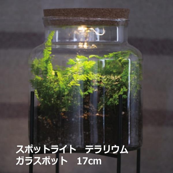 テラリウム ケース ガラス ポット スポットライト 17cm 苔 多肉 瓶 電気 コケリウム ガラス 容器 観葉植物 コケ 多肉植物 寄せ植え シンプル ナチュラル Viewgarden 通販 Yahoo ショッピング