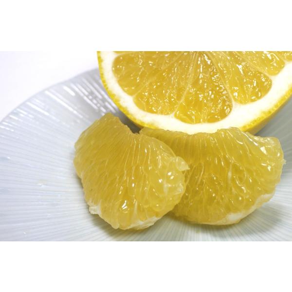 根拠ある美味しさ 送料無料 熊本から産地直送 河内晩柑 5kg 期間限定販売 お中元 ギフト 贈答用 高級みかん ジューシーフルーツ 柑橘 Buyee Buyee 提供一站式最全面最專業現地yahoo Japan拍賣代bid代拍代購服務 Bot Online