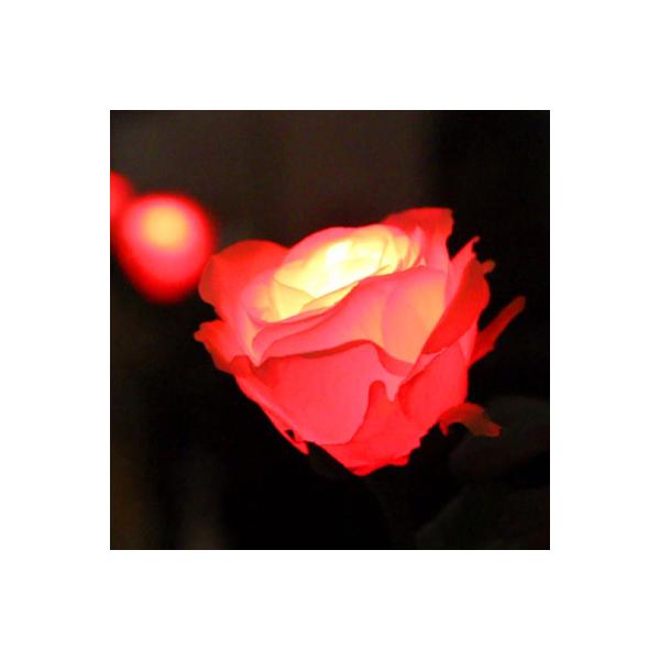 GRACE ROSE （グレイスローズ）は、オアシスやフラワーポットの水分に反応して光るバラの花です。まるで水を吸い上げたローズが輝かせるように、ふわりとやさしくひかります。「レッド」はグレイスローズの中でも最も人気の高いカラーです。水を入...