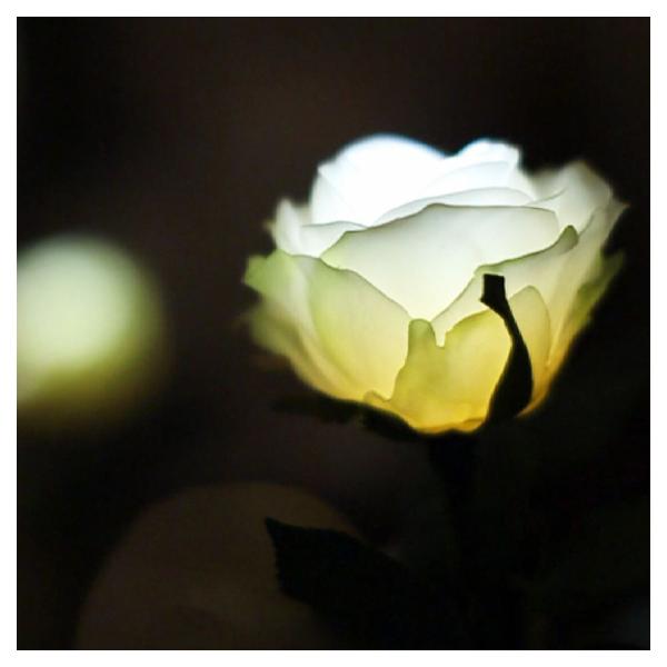 GRACE ROSE （グレイスローズ）は、オアシスやフラワーポットの水分に反応して光るバラの花です。まるで水を吸い上げたローズが輝かせるように、ふわりとやさしくひかります。「ホワイト」は他のカラーを組み合わせても美しく、一番の人気です。水...