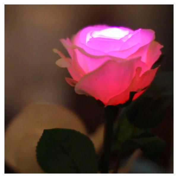 GRACE ROSE （グレイスローズ）は、オアシスやフラワーポットの水分に反応して光るバラの花です。まるで水を吸い上げたローズが輝かせるように、ふわりとやさしくひかります。「ピンク」は素子の特性上少し暗く感じますので、明るく感じる色と使っ...