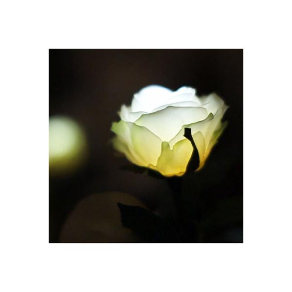 GRACE ROSE （グレイスローズ）は、オアシスやフラワーポットの水分に反応して光るバラの花です。まるで水を吸い上げたローズが輝かせるように、ふわりとやさしくひかります。「マルチカラー」は、ゆっくりとカラーチェンジするRGBタイプのLE...