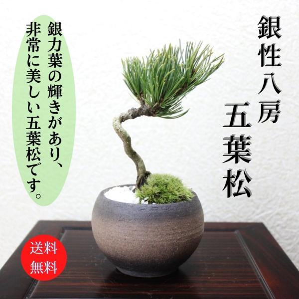 銀性八房 五葉松 ごようまつ bonsai 小品盆栽 : 盆栽ショップ 銀性八房 五葉松 ごようまつ bonsai 小品盆栽 : 盆栽ショップ