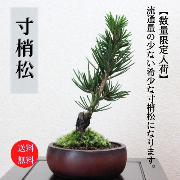 三河盆栽　寸梢黒松　盆栽　小品盆栽素材 三河盆栽 寸梢黒松 盆栽 小品盆栽素材 - メルカリ
