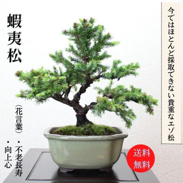 極上 八房性 エゾ松 盆栽 模様木 蝦夷松 エゾマツ やつぶさ えぞ 極上 八房性 エゾ松 盆栽 模様木 蝦夷松 エゾマツ やつぶさ えぞ