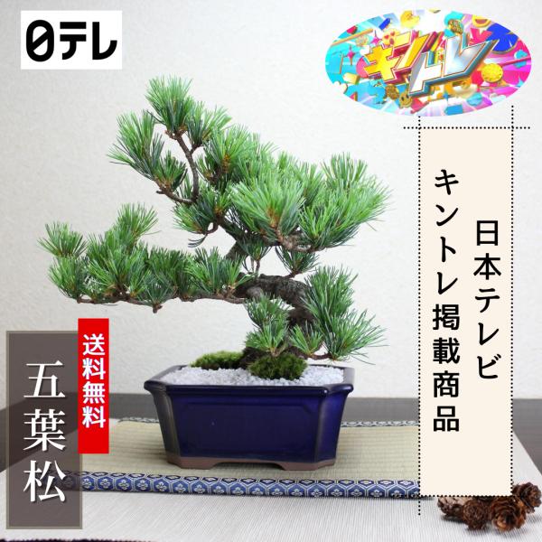 大特価！小品盆栽　五葉松　極太　★超お買得！早いもの勝ち。 大特価！小品盆栽 五葉松 極太 盆栽 五葉松のおすすめ人気商品