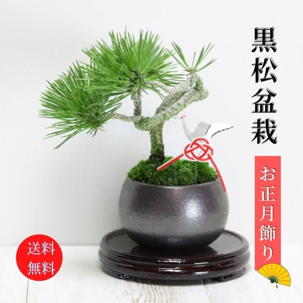迎春：黒松盆栽 正月飾り 送料無料 鶴付き bonsai お正月 ＜2025