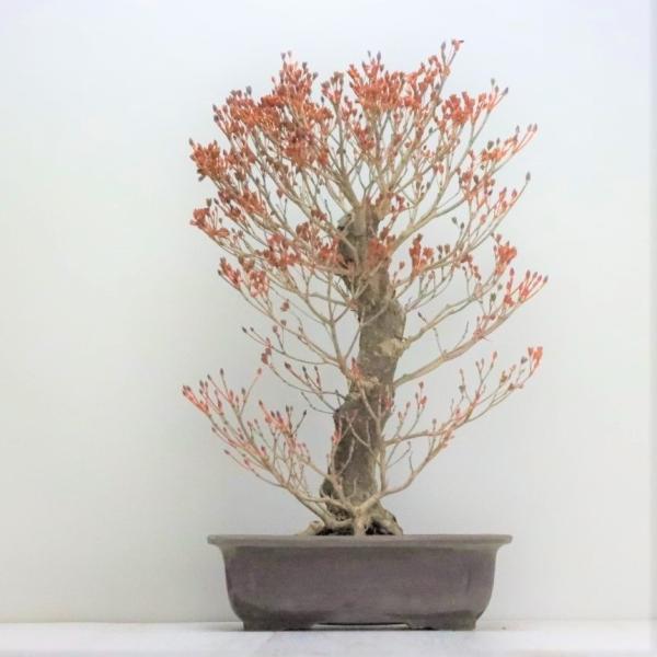 ツクモドウダンツツジ 盆栽 ツクモドウダンツツジの盆栽｜盆栽妙 – 盆栽妙 本店