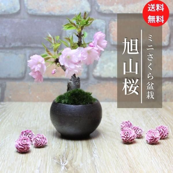 韓国　花びら盆 楽天市場】盆栽 桜 #110（造花） : あーかんび（AKANBI）