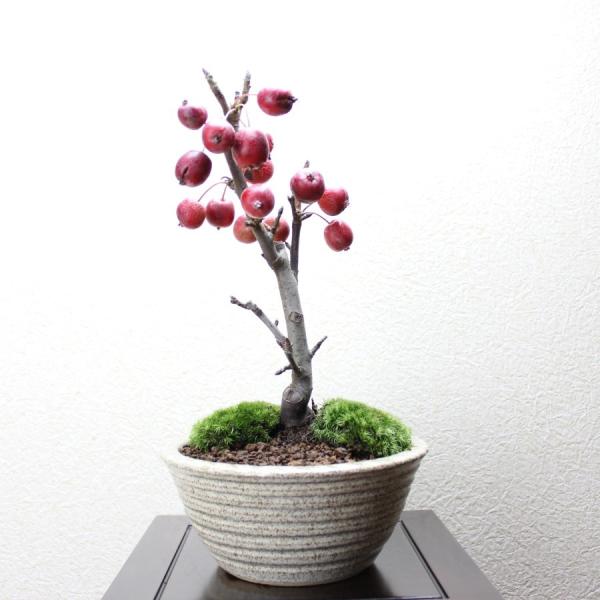 姫リンゴ 盆栽 bonsai 送料無料 : 盆栽ショップ わびさび Yahoo!店